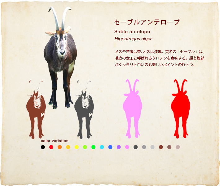 セーブルアンテロープ