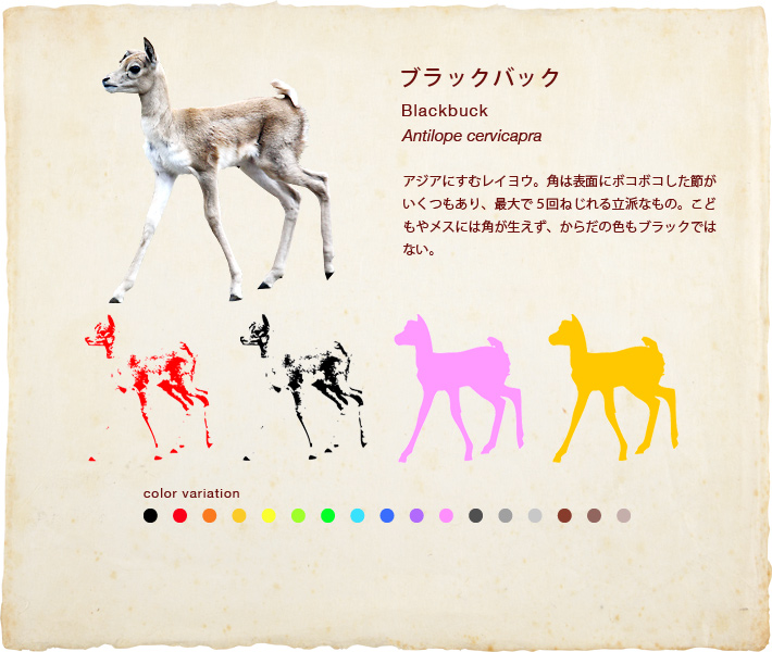 ブラックバック