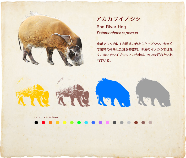 アカカワイノシシ