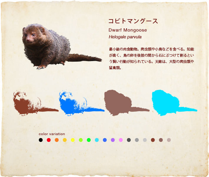 コビトマングース