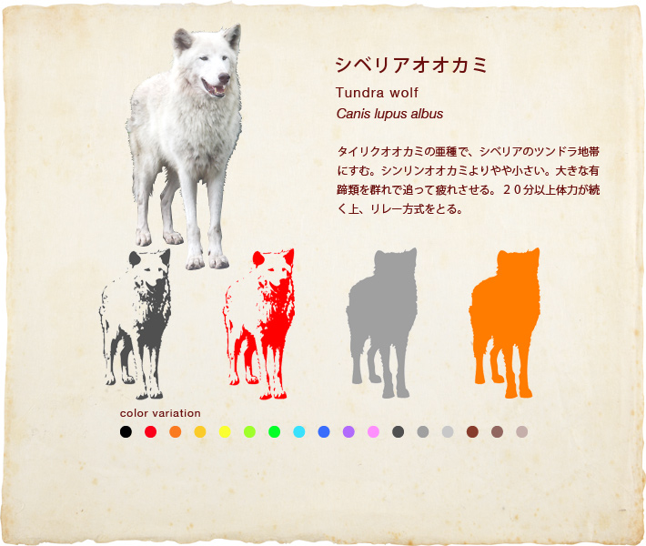 シベリアオオカミ