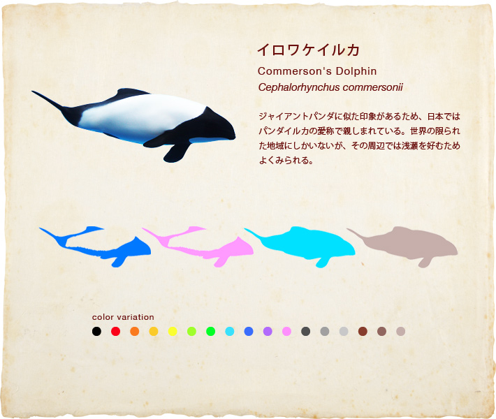 イロワケイルカ