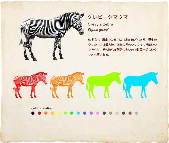 グレビーシマウマ