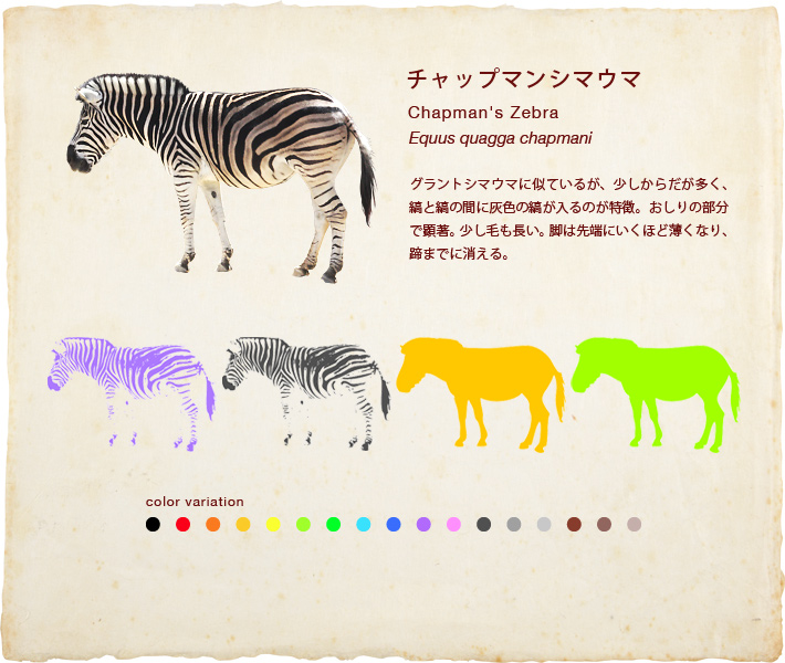 チャップマンシマウマ