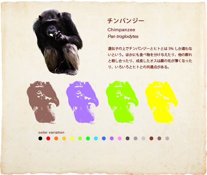 チンパンジー